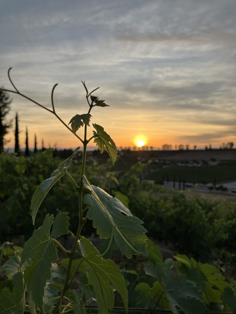 Temecula wine country activities